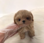 멍멍이냥 강아지분양