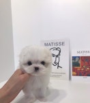 멍멍이냥 강아지분양