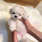 멍멍이냥 강아지분양