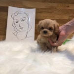 멍멍이냥 강아지분양