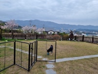 경주통나무애견독채펜션