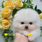 루이스펫샵 의정부본점