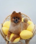 꼼꼼애견미용실