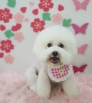꼼꼼애견미용실
