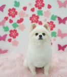 꼼꼼애견미용실
