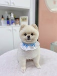 루시몽강아지미용실