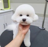 꼼꼼애견미용실
