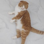 마루위의고양이