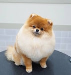 꼼꼼애견미용실