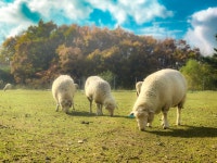 대관령 순수양떼목장