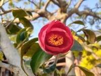 해남민박 거목장