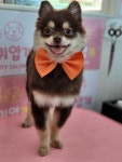 마냥귀엽개