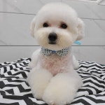 나나펫 동탄2신도시점