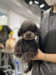 위즈펫애견미용학원