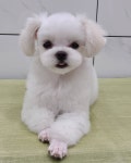 나나펫 동탄2신도시점