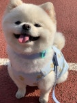 어스독 애견유치원 & 애견호텔