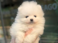 멍멍이와야옹이