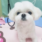 지니펫살롱