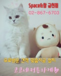 스페이스앤창 코코네커튼가게