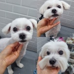발자국 애견샵