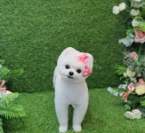 딸기펫살롱