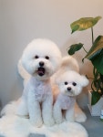 핑크멍