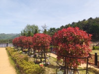 펫노블레스
