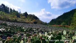 평창 청옥산 천년초 영농조합법인