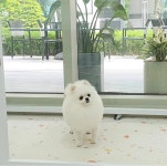 꼼꼼애견미용실