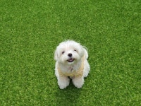 멍돌하우스 애견유치원 애견호텔