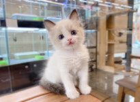 루나캣 대전고양이분양 본점