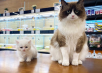 루나캣 대전고양이분양 본점