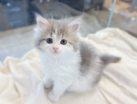 루나캣 대전고양이분양 본점