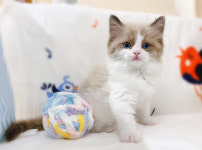 루나캣 대전고양이분양 본점