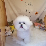 쿵이네펫세상 애견미용실