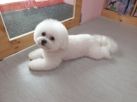 쿵이네펫세상