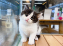 루나캣 대전고양이분양 본점