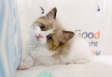 루나캣 대전고양이분양 본점