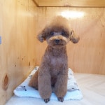 쿵이네펫세상