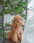 트레밍MM