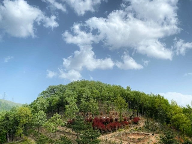 심원