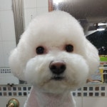 지지애견(은평) GG클럽