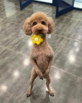 몽몽