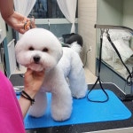 펫살롱