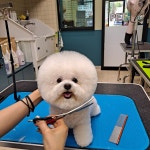 펫살롱