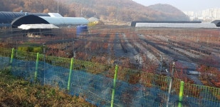 월곶블루베리농장