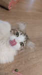 묘랑 고양이 카페