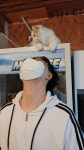 묘랑 고양이 카페