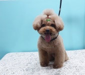 헤어컹컹