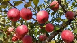 농업회사법인즈비즈비